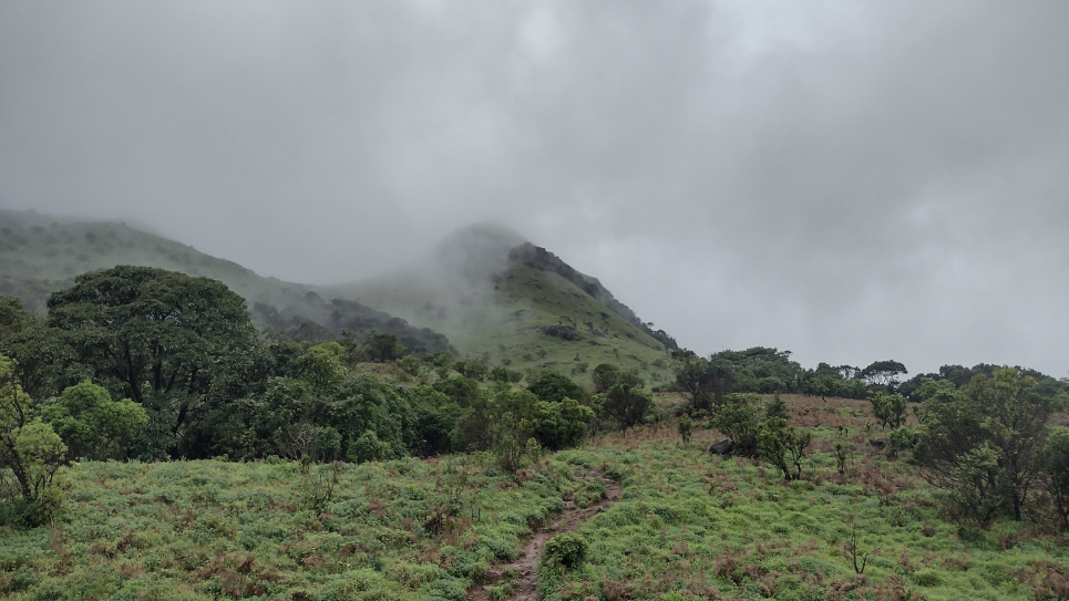 Trekker hiking through the lush grasslands of the Tadiandamol Trek in Coorg