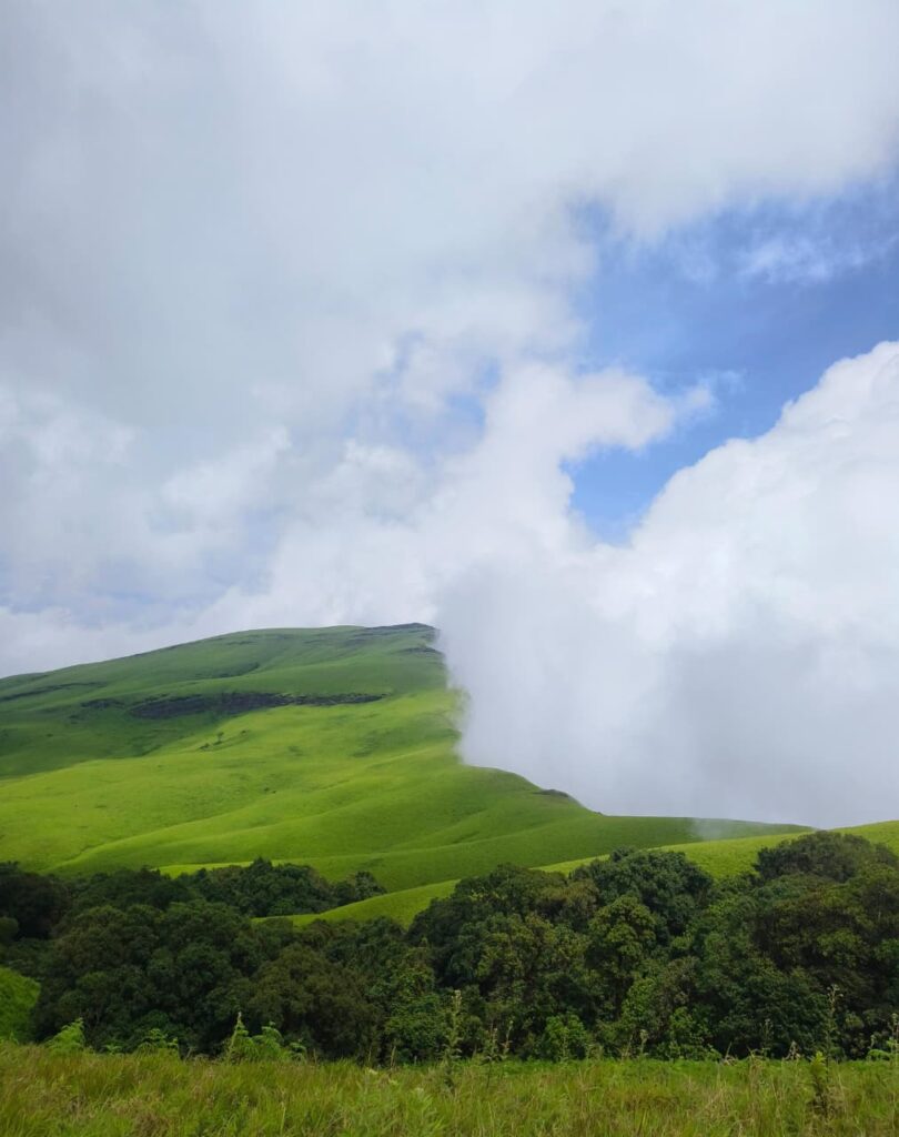 Dense forest section on the Netravati Trek in Chikkamagaluru